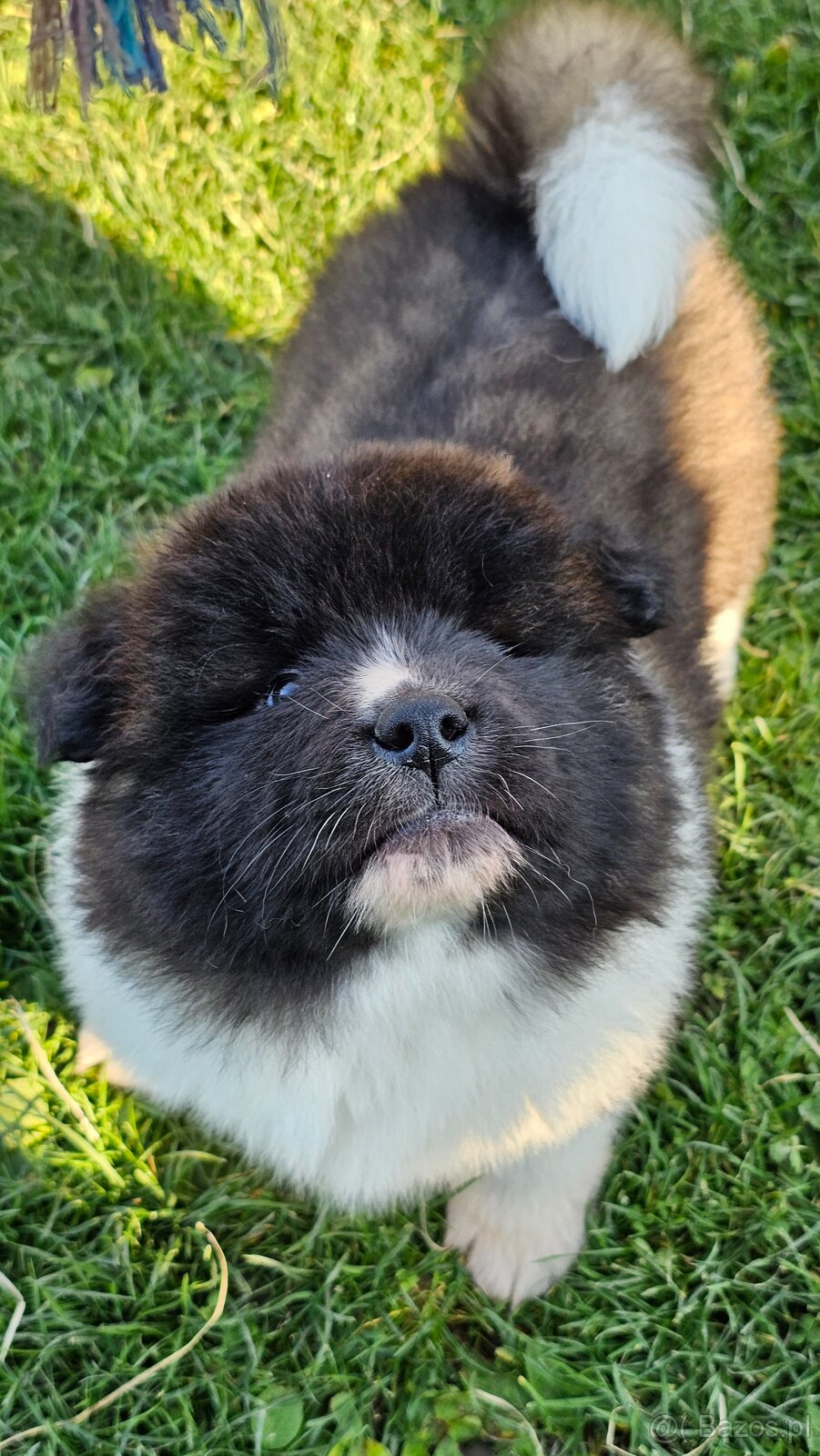 Amerykańska akita z PP - 7