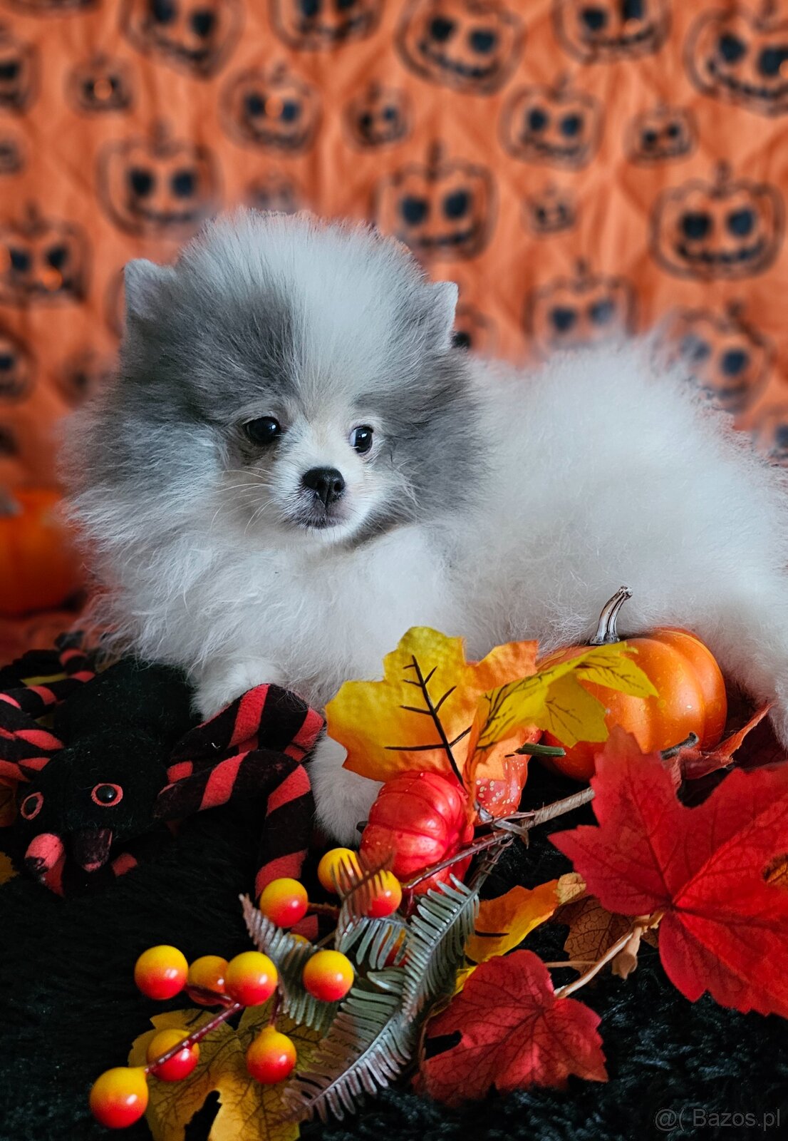 Szpic Miniaturowy/Pomeranian dla Konsenera Blue&white - 7