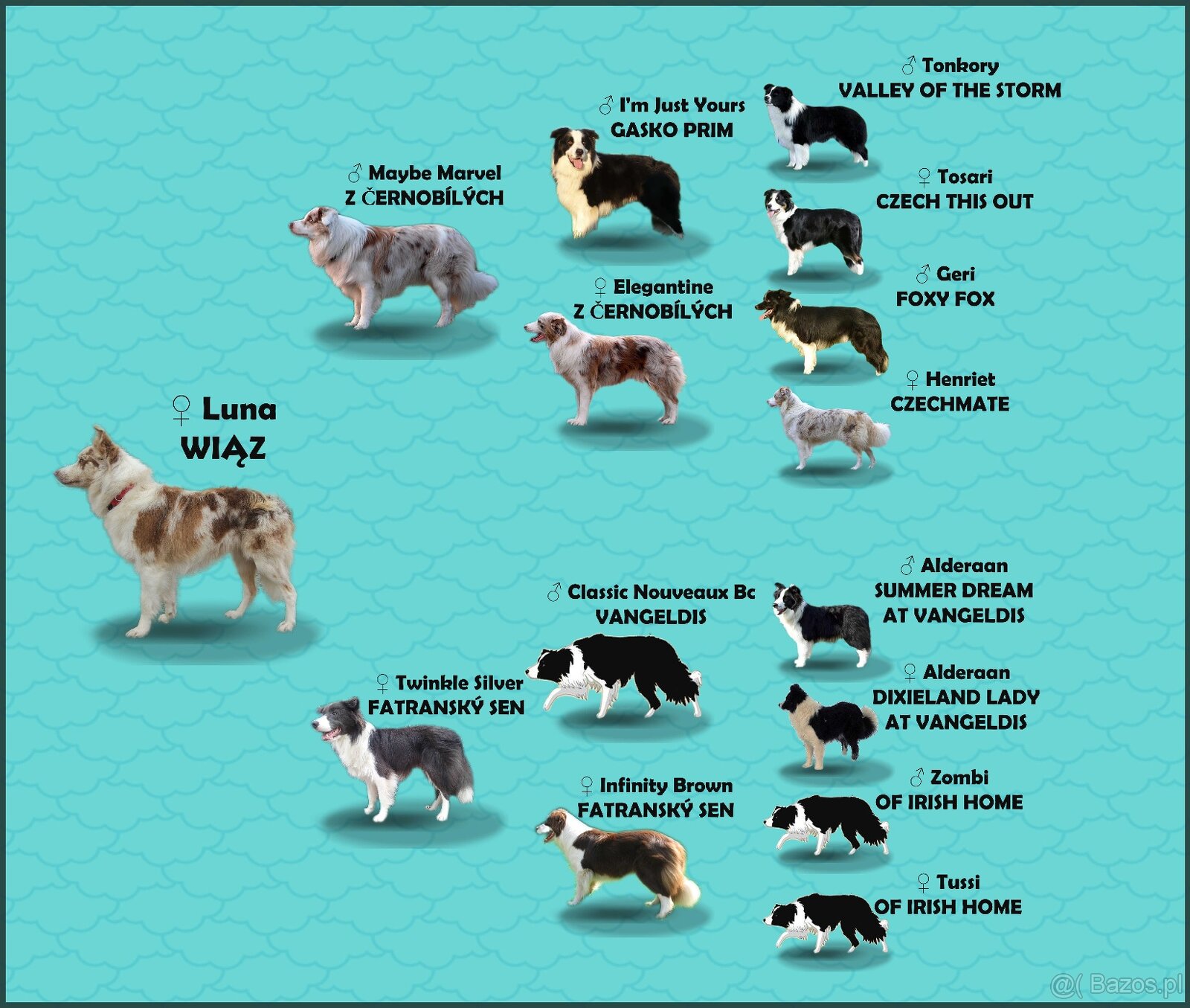 Urocza Suczka BORDER COLLIE z Hodowli - Rasowa z pełną dok. - 7