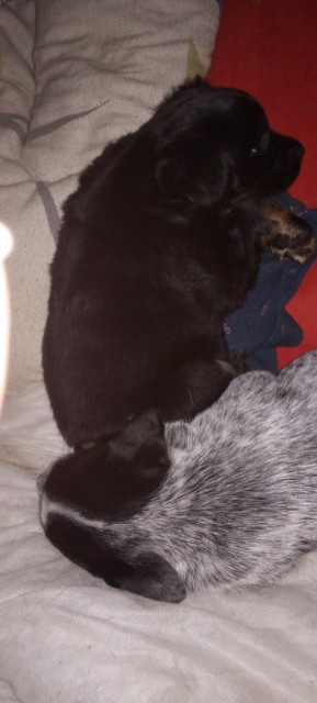 Oddam szczeniaki mieszance - 7