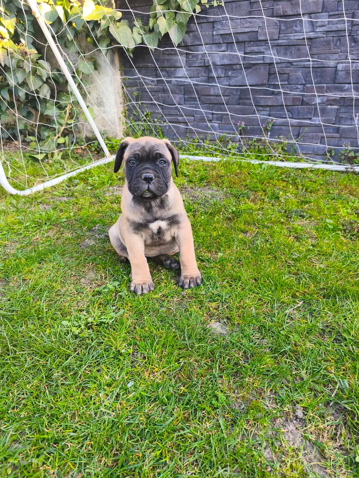 Bulmastif/ Bullmastiff s PP - 7