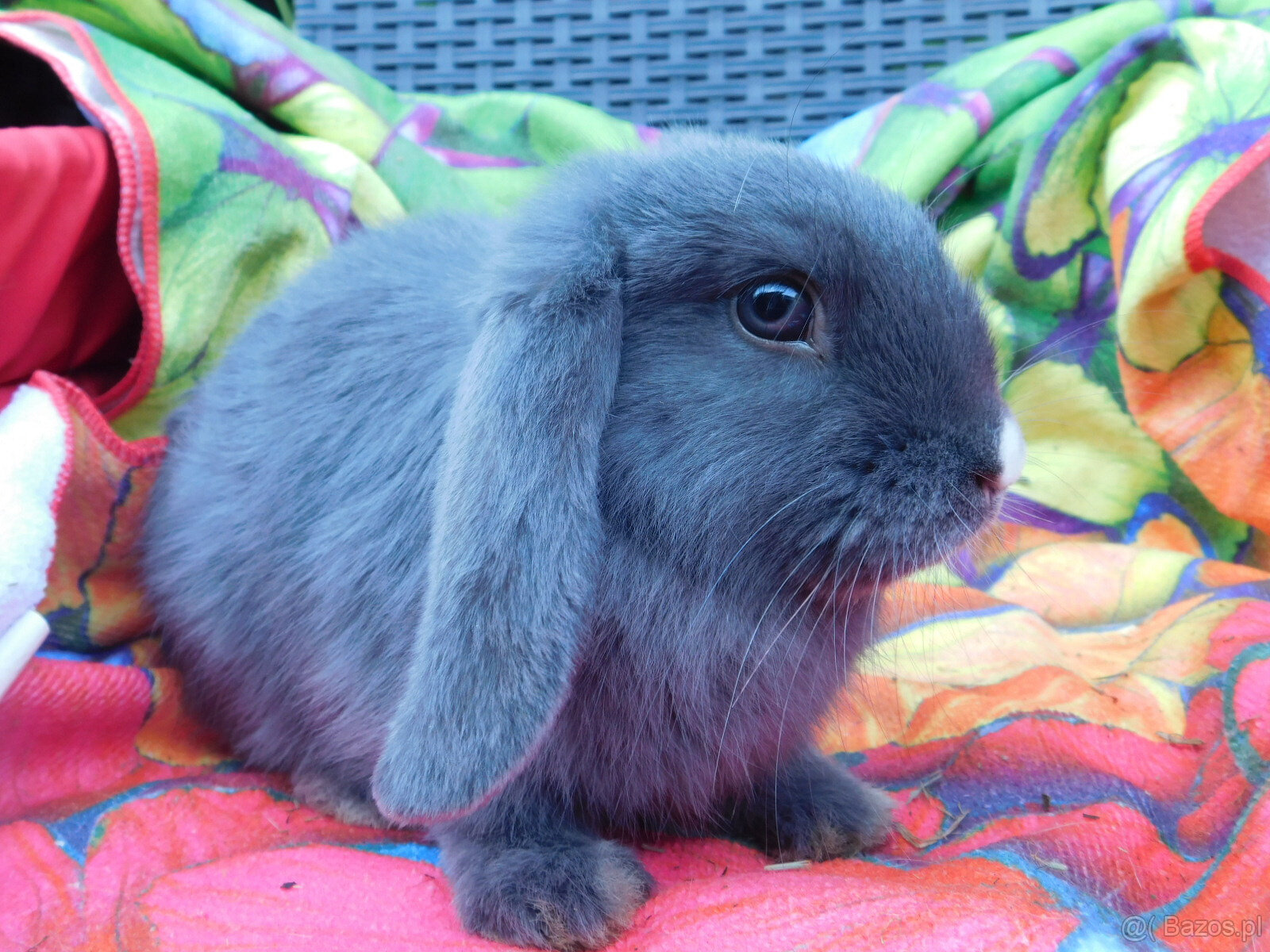 Baranek niebiesko - biały mini lop - 7