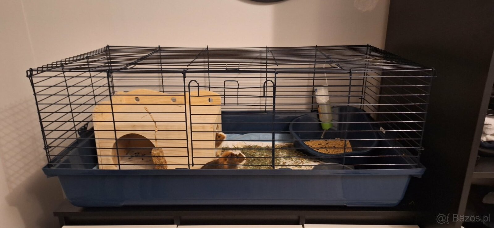 Dwa samce świnki morskiej wraz z wyposażeniem - 7