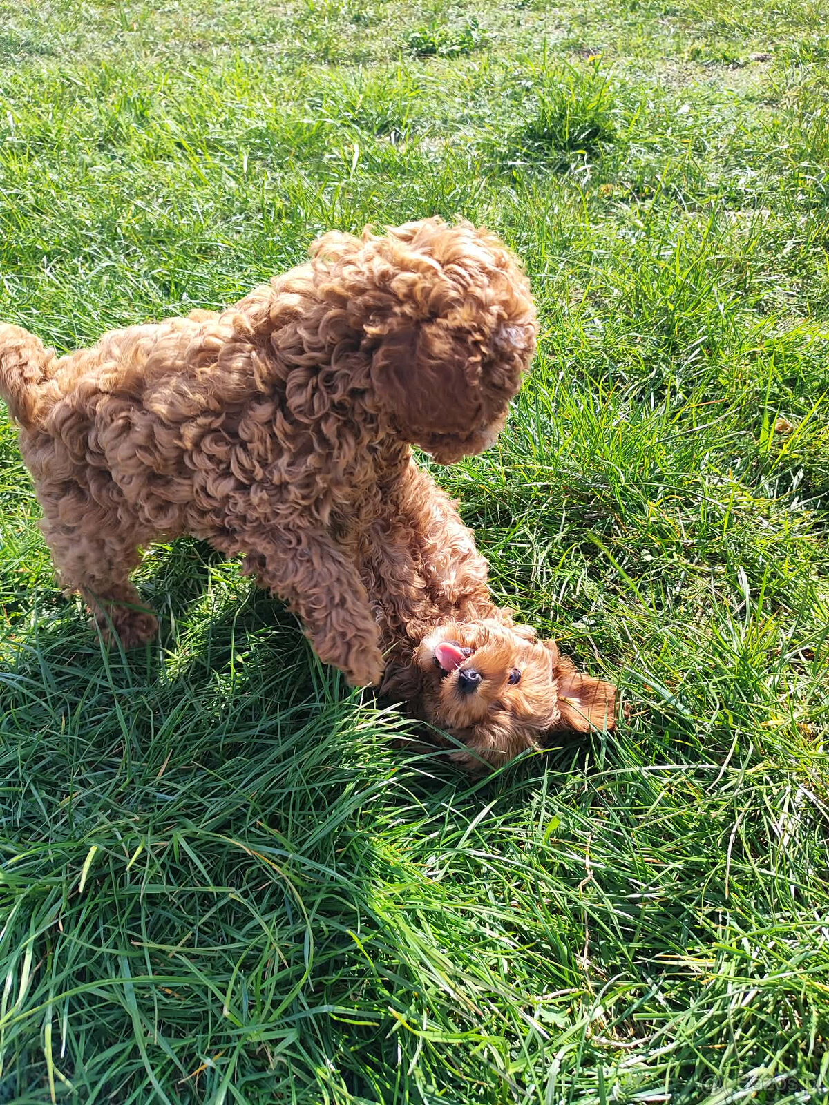 Sprzedam szczeniaki rasy pudel toy - 7