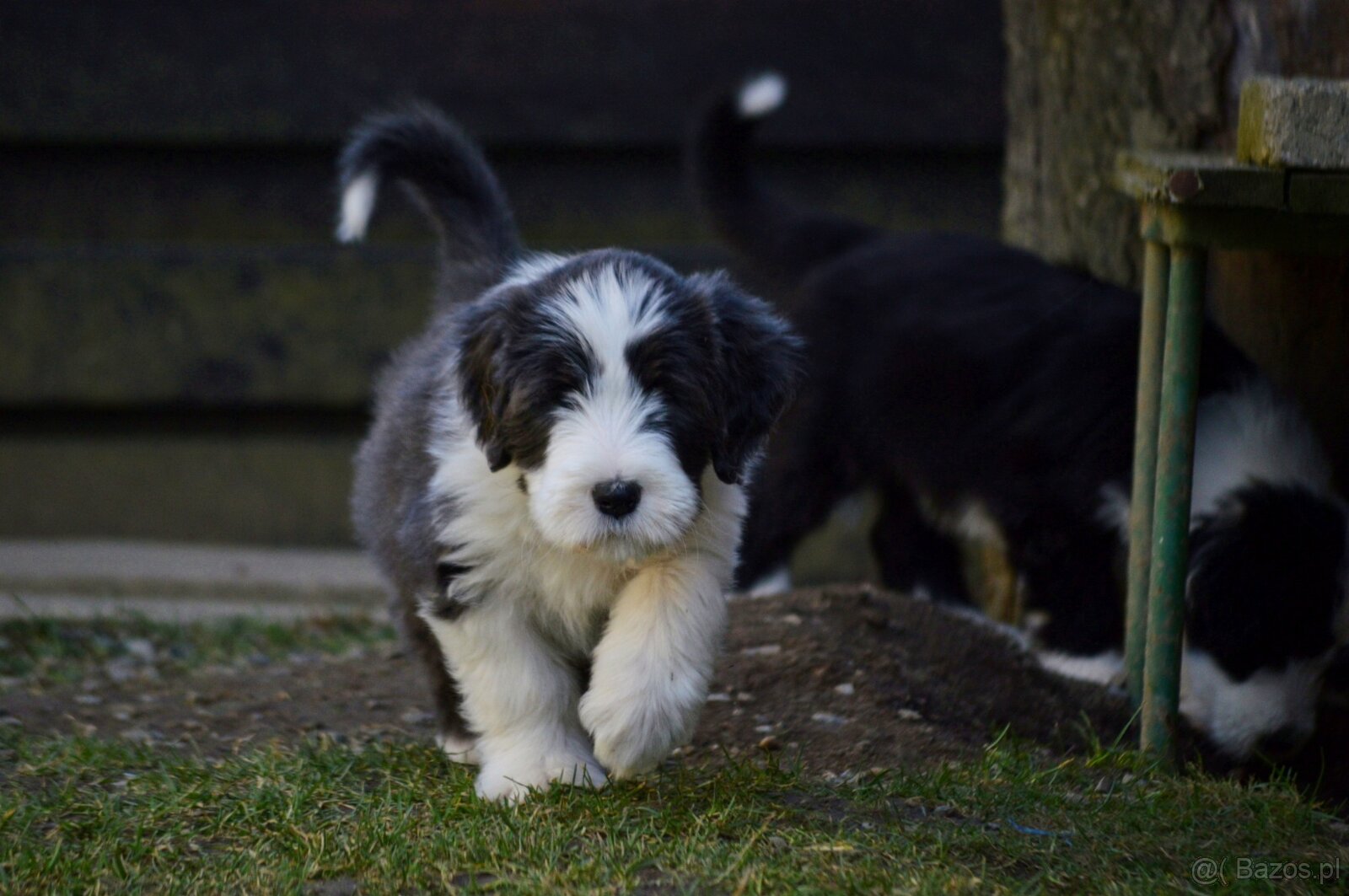 Bearded Collie - 7