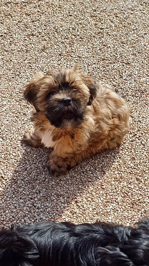 LHASA APSO szczenieta s PP - 7