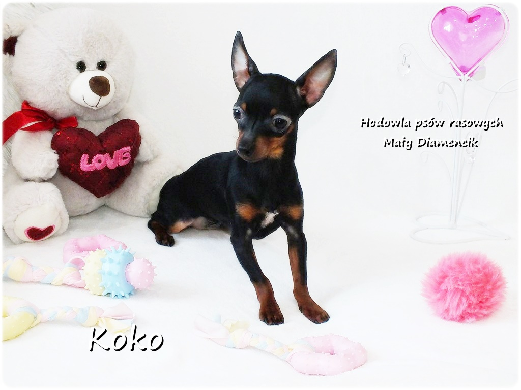 Ultra MINI Sunia KOKO Pinczer miniaturowy ( Ratlerek ) - 7