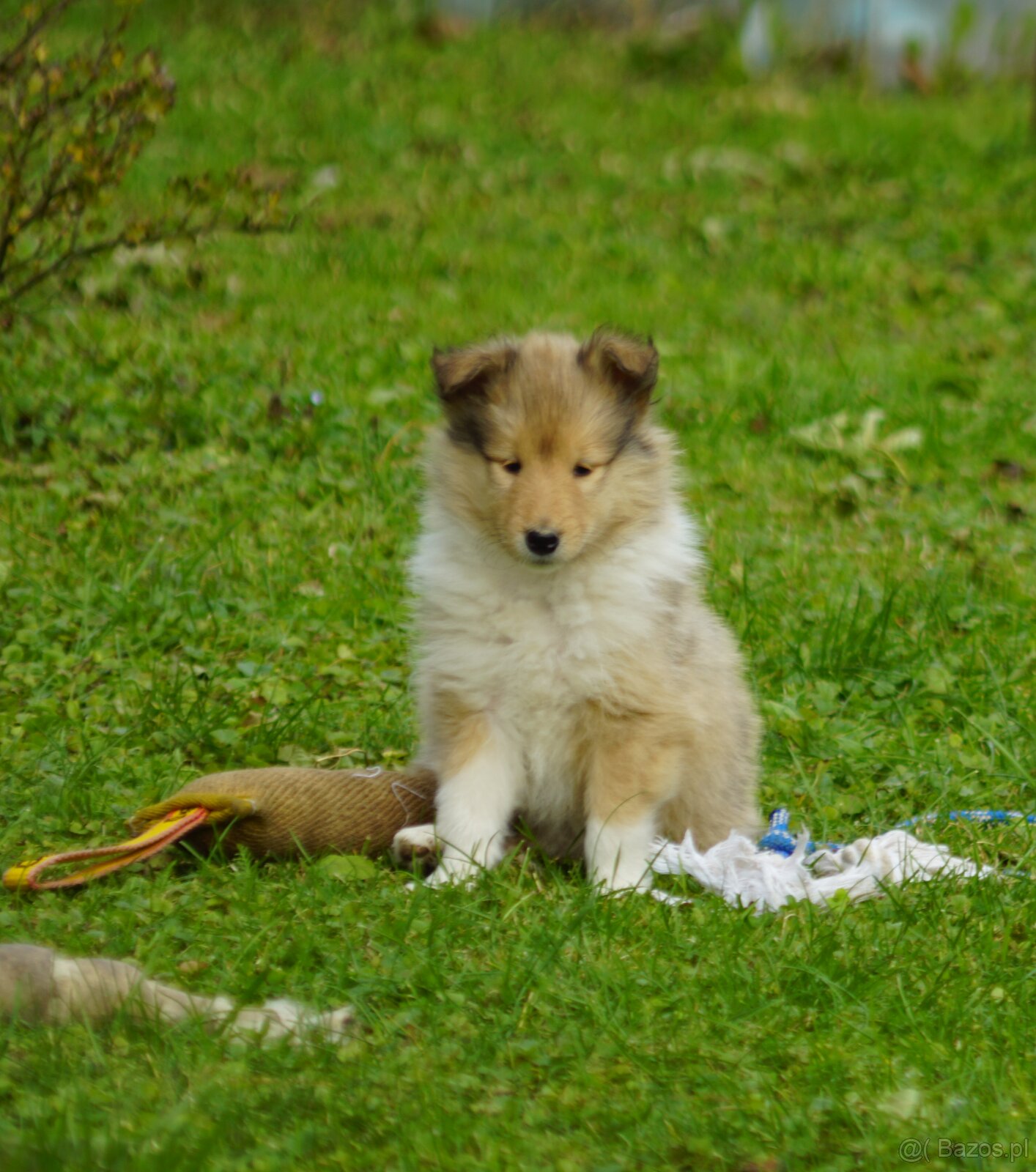 OWCZAREK SZKOCKI DŁUGOWŁOSY SUCZKA - 7