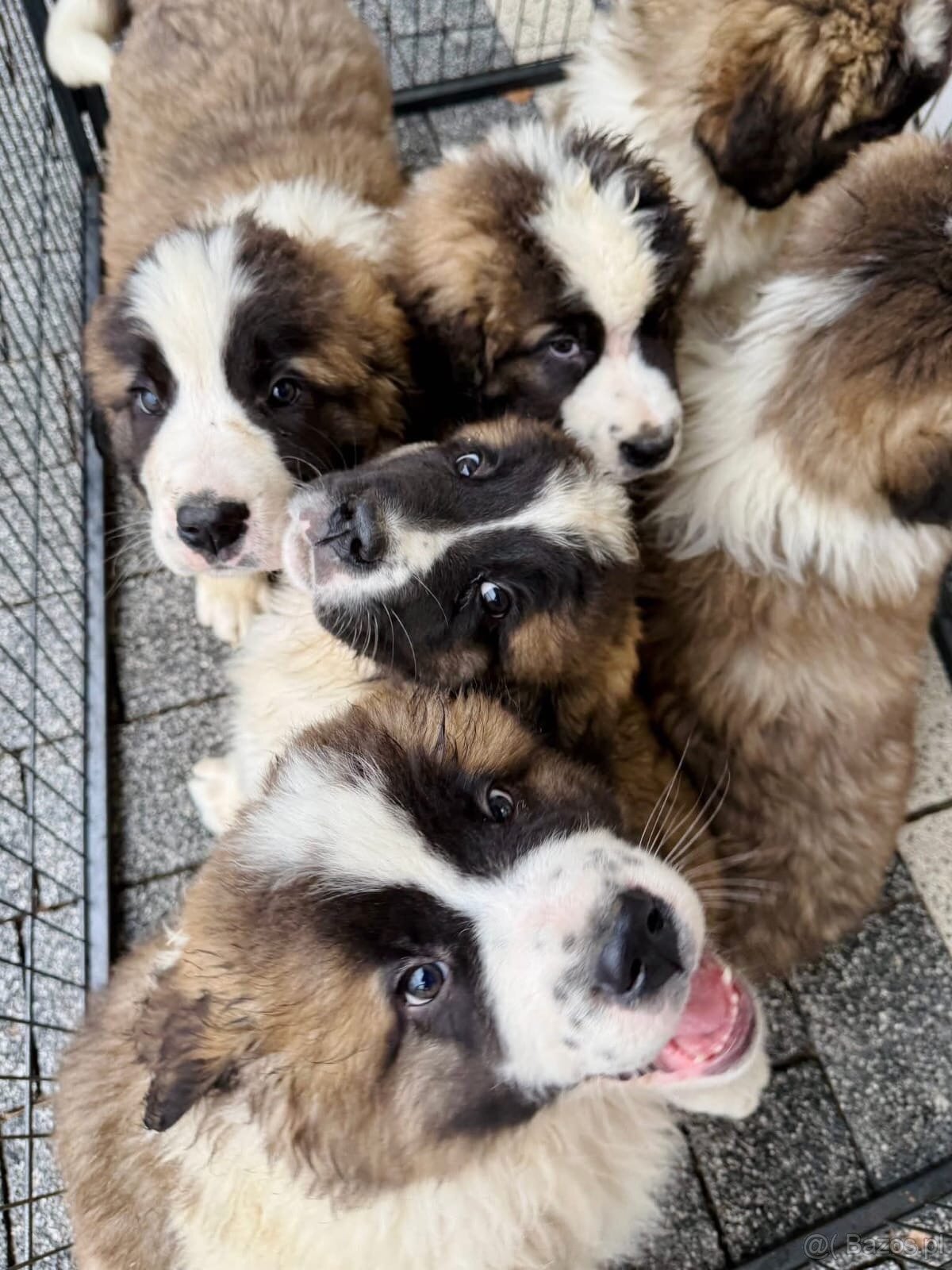 Moskiewski Pies Strozujacy - 7