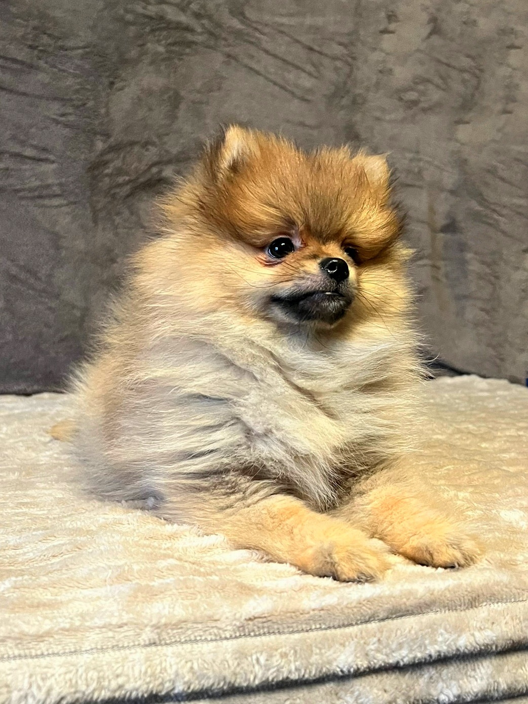 Szpic miniaturowy, Pomeranian - ORANGE - 7