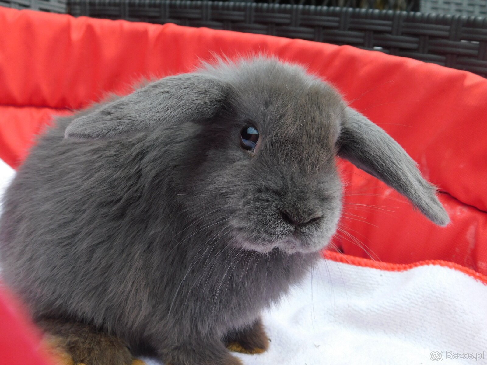 Cudne baranki mini lop - 7