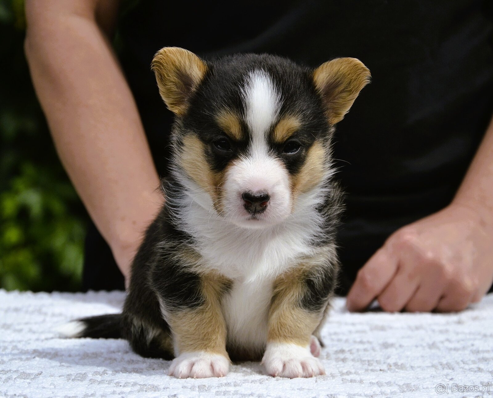 Welsh Corgi Cardigan ZKwP/FCI - 7