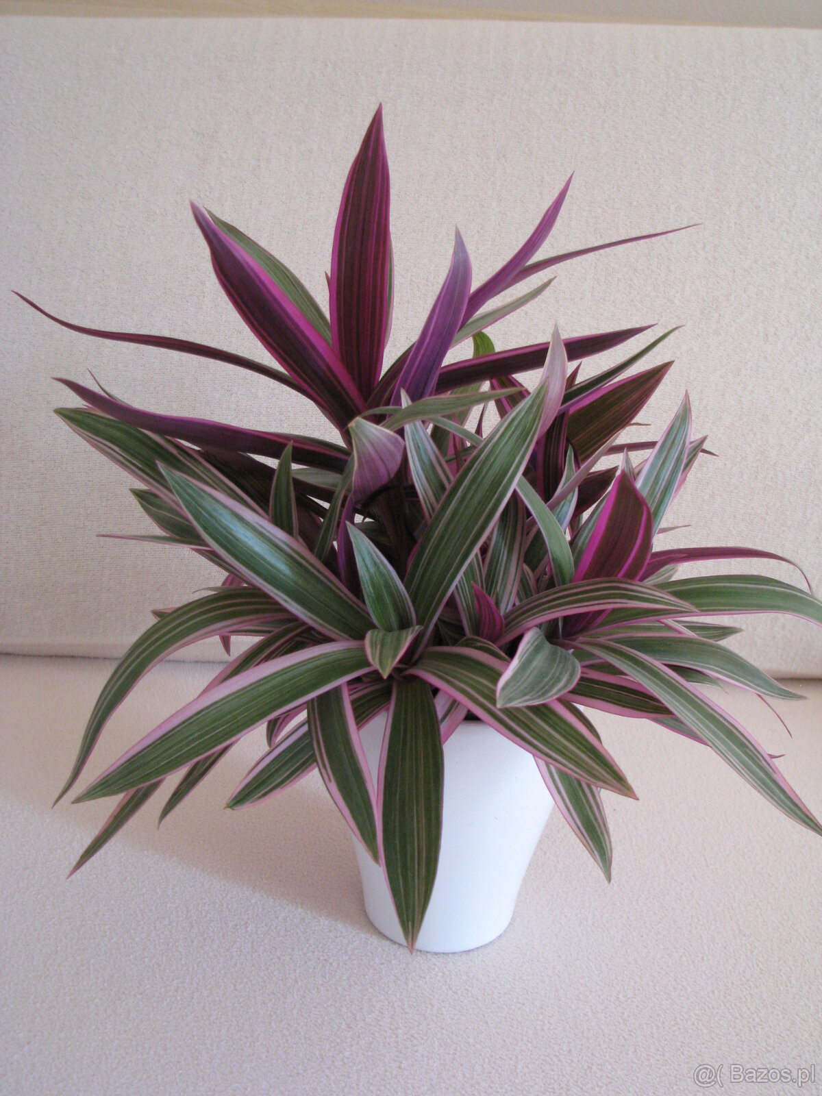 Reo meksykańskie trzykrotka tradeskancja piękna wielokolorow - 7