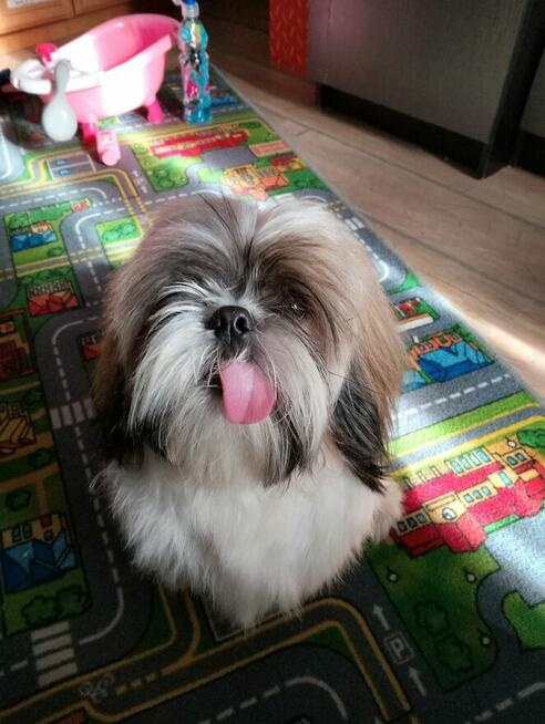 Sprzedam Psa rasy Shih tzu - 7