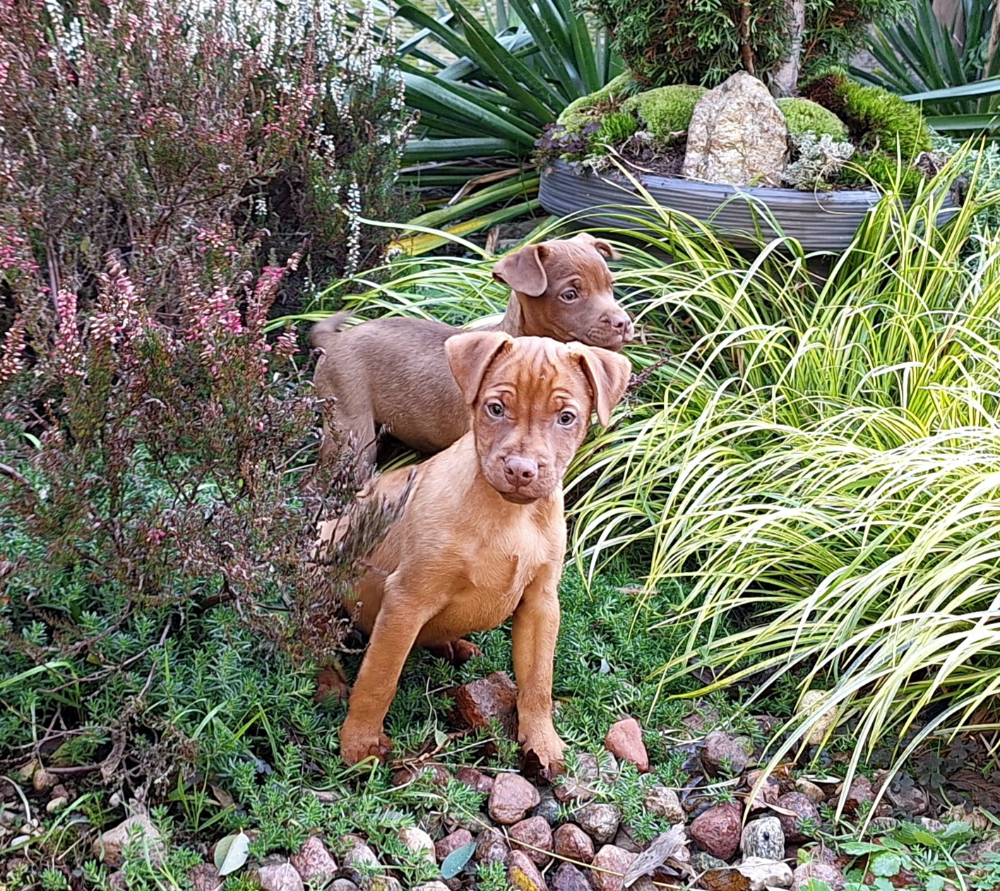 Szczeniaki Patterdale Terrier Terier ZKwP FCI - 7