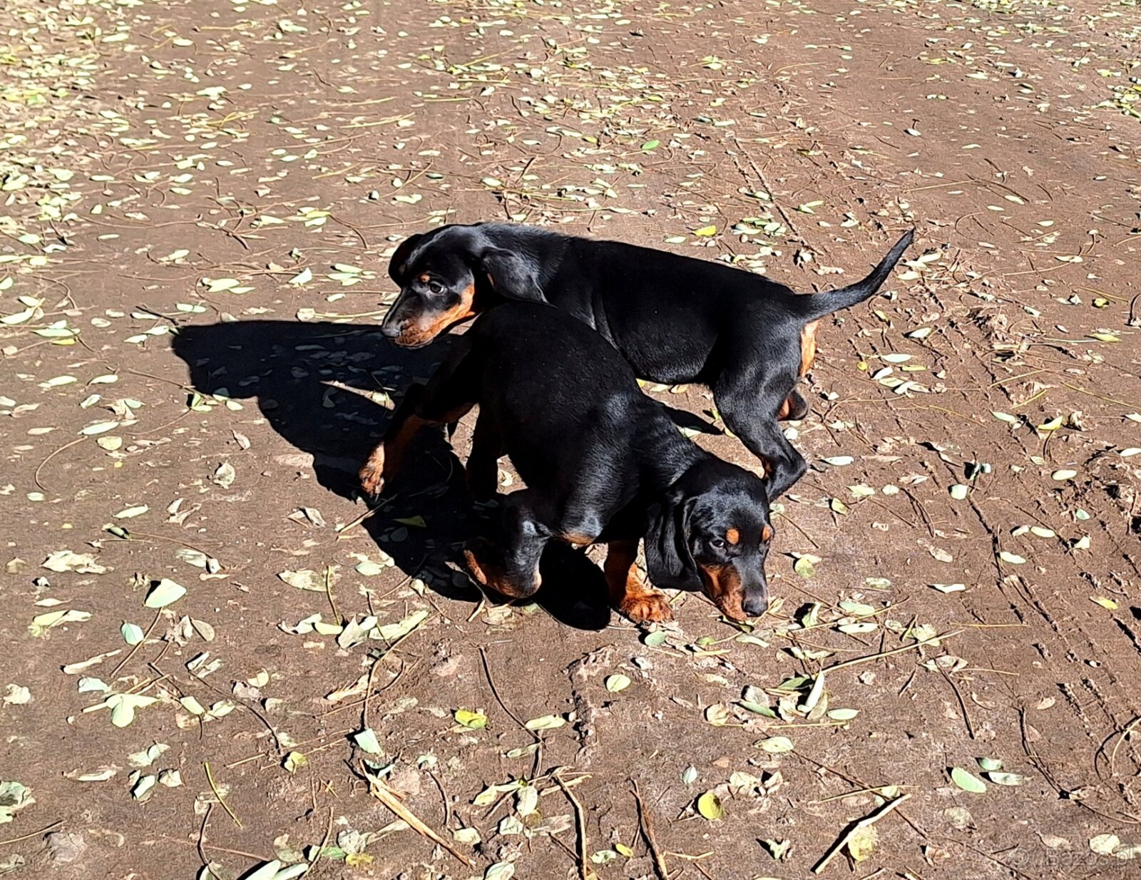 Gończy Słowacki KOPOV ZKwP FCI - 7