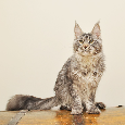 Śliczny kocurek Maine Coon PZF/WCF - LEGALNA HODOWLA - 7