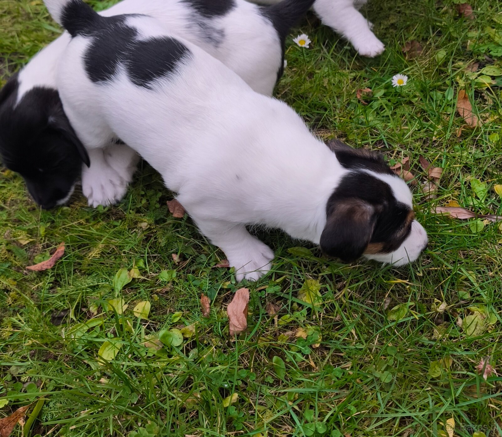 Jack Russell Terrier - 7