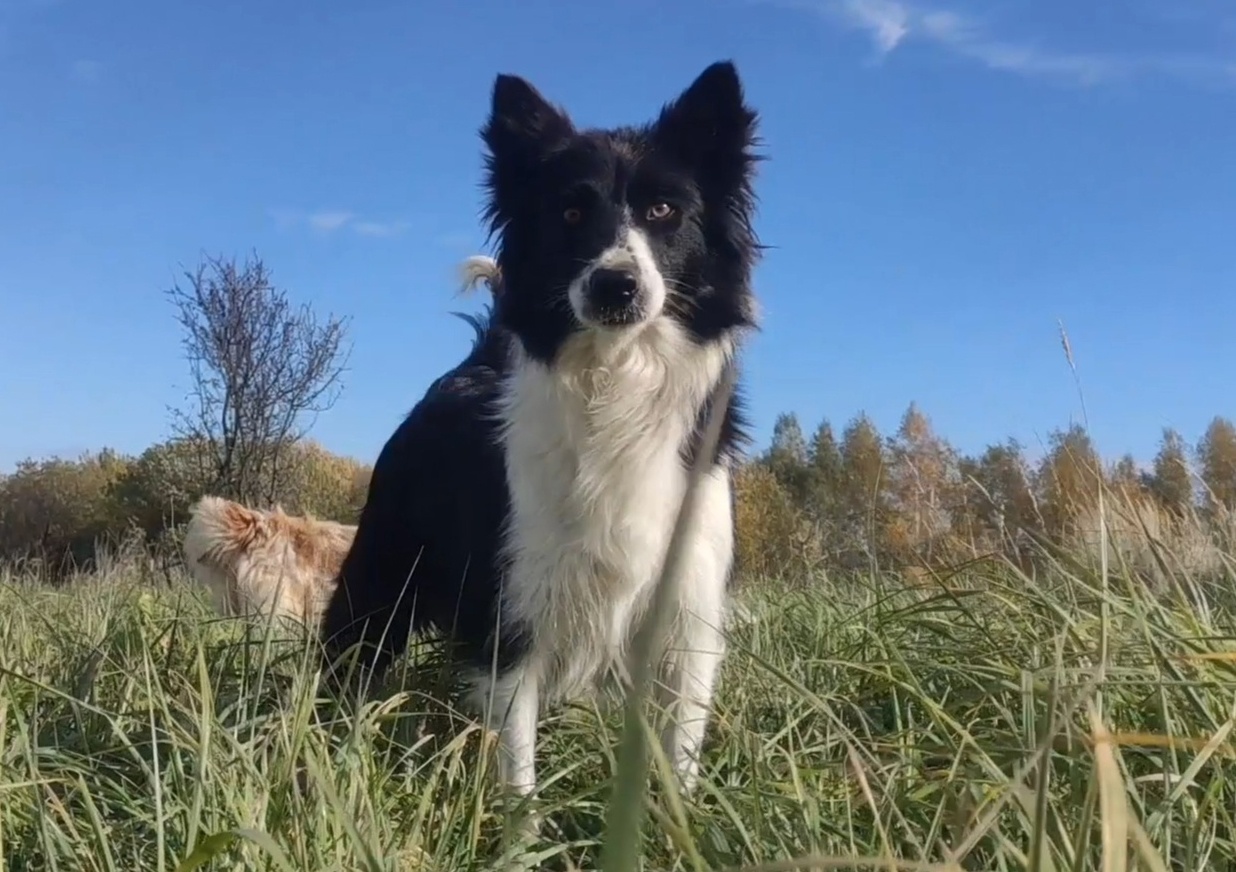 Szczeniak BORDER COLLIE z prof. Hodowli, Pies z pełną dok. - 7