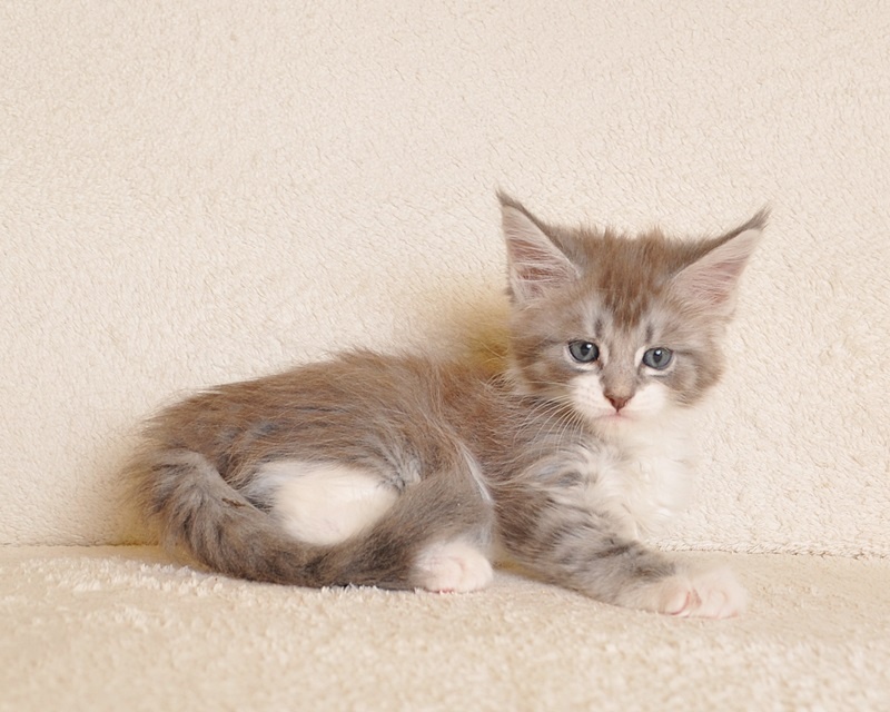 Przepiękna koteczka Maine Coon - LEGALNA HODOWLA - 7
