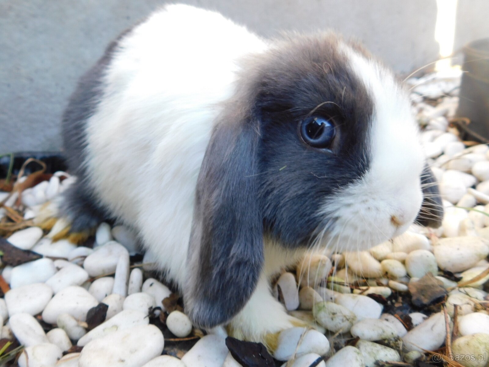 Baranki mini lop - 7