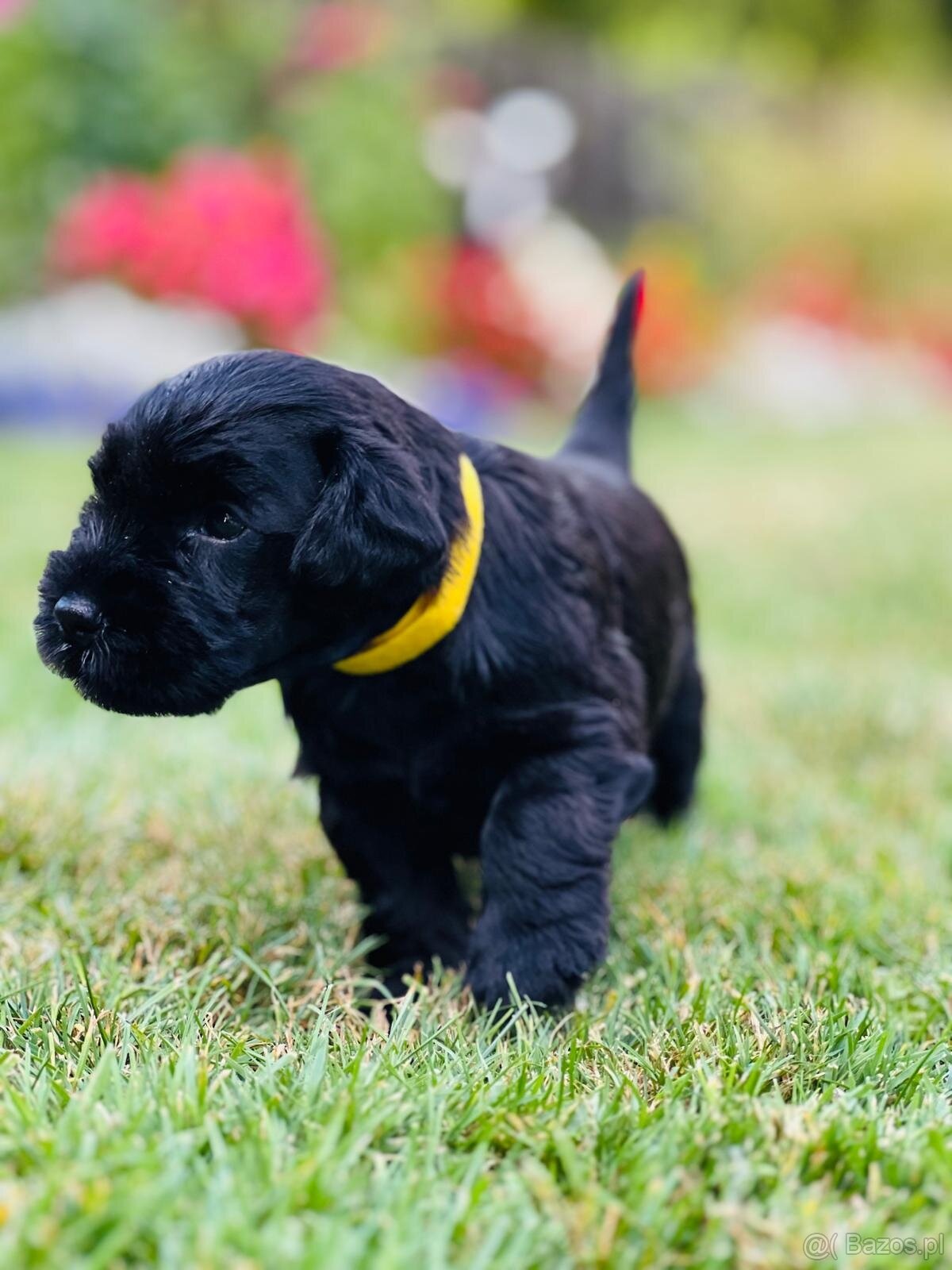 Sznaucer miniaturowy - 7