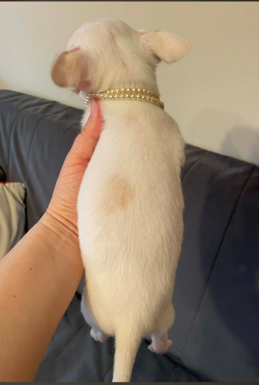 Chihuahua śliczny biały piesek - 7