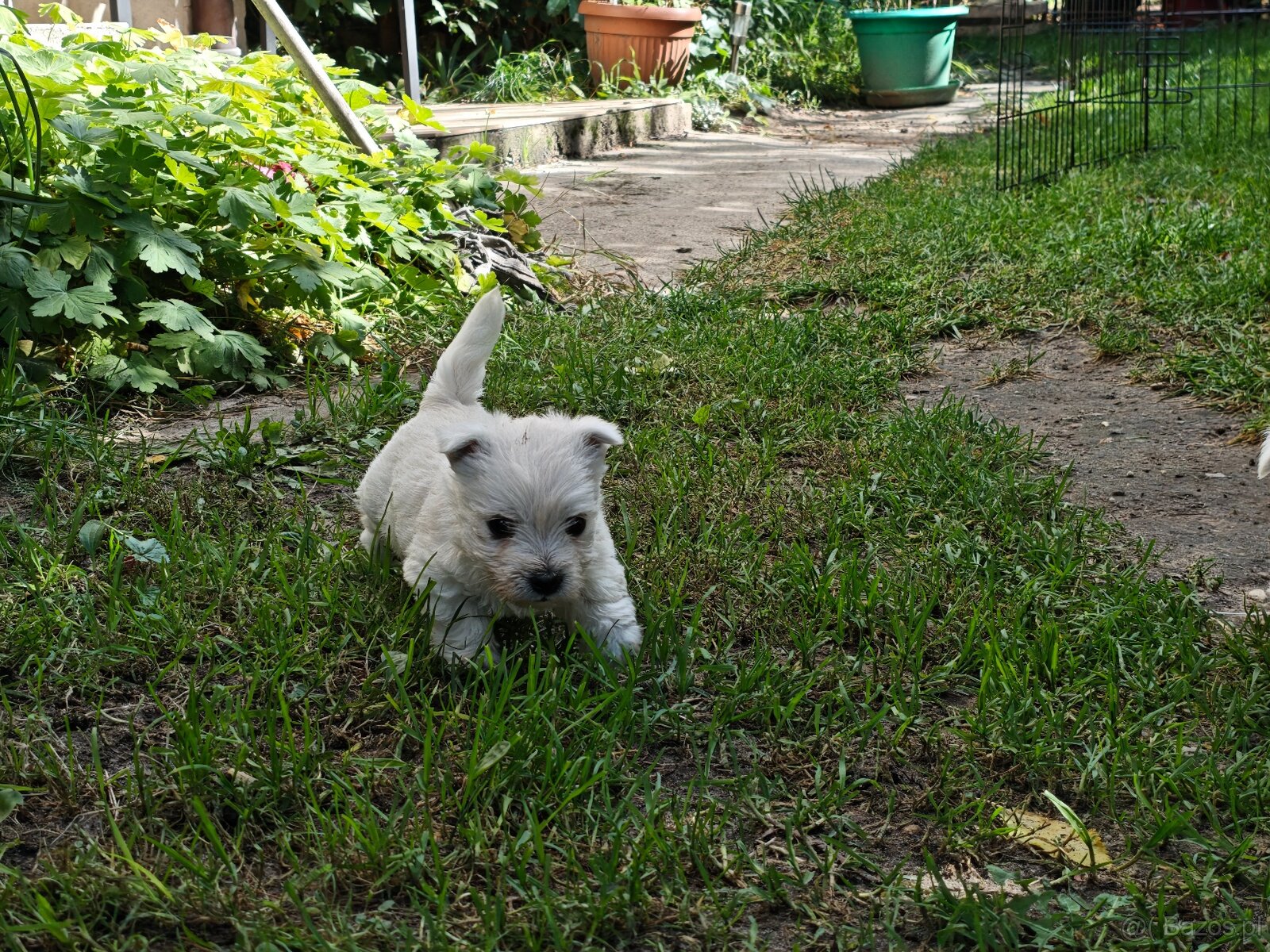 Szczenięta West Highland White Terrier - 7