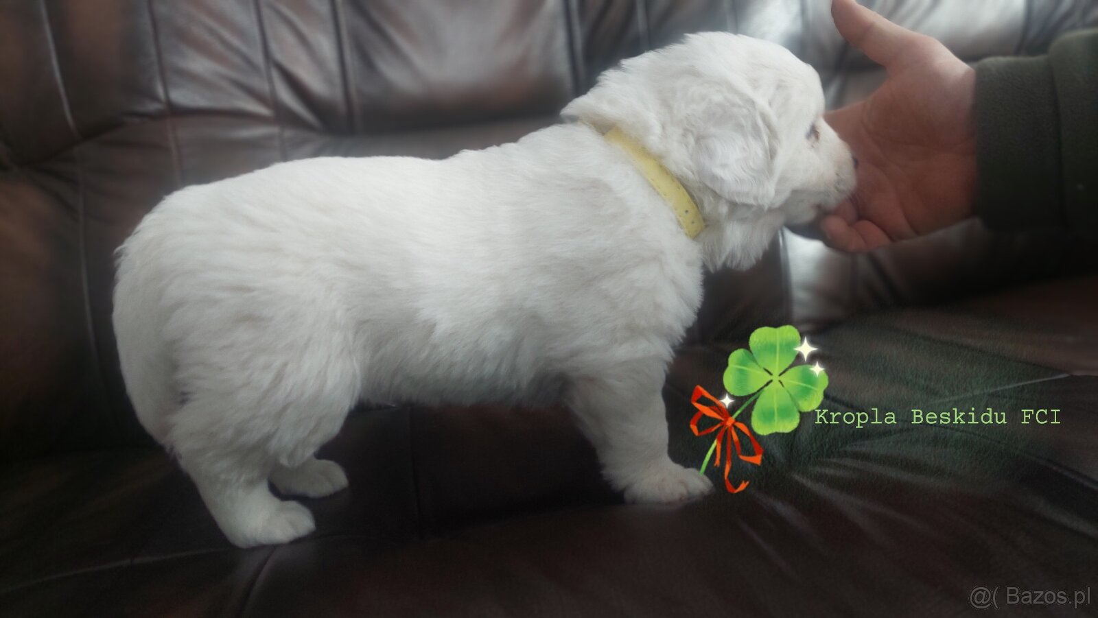 Polski Owczarek Podhalański FCI - 7