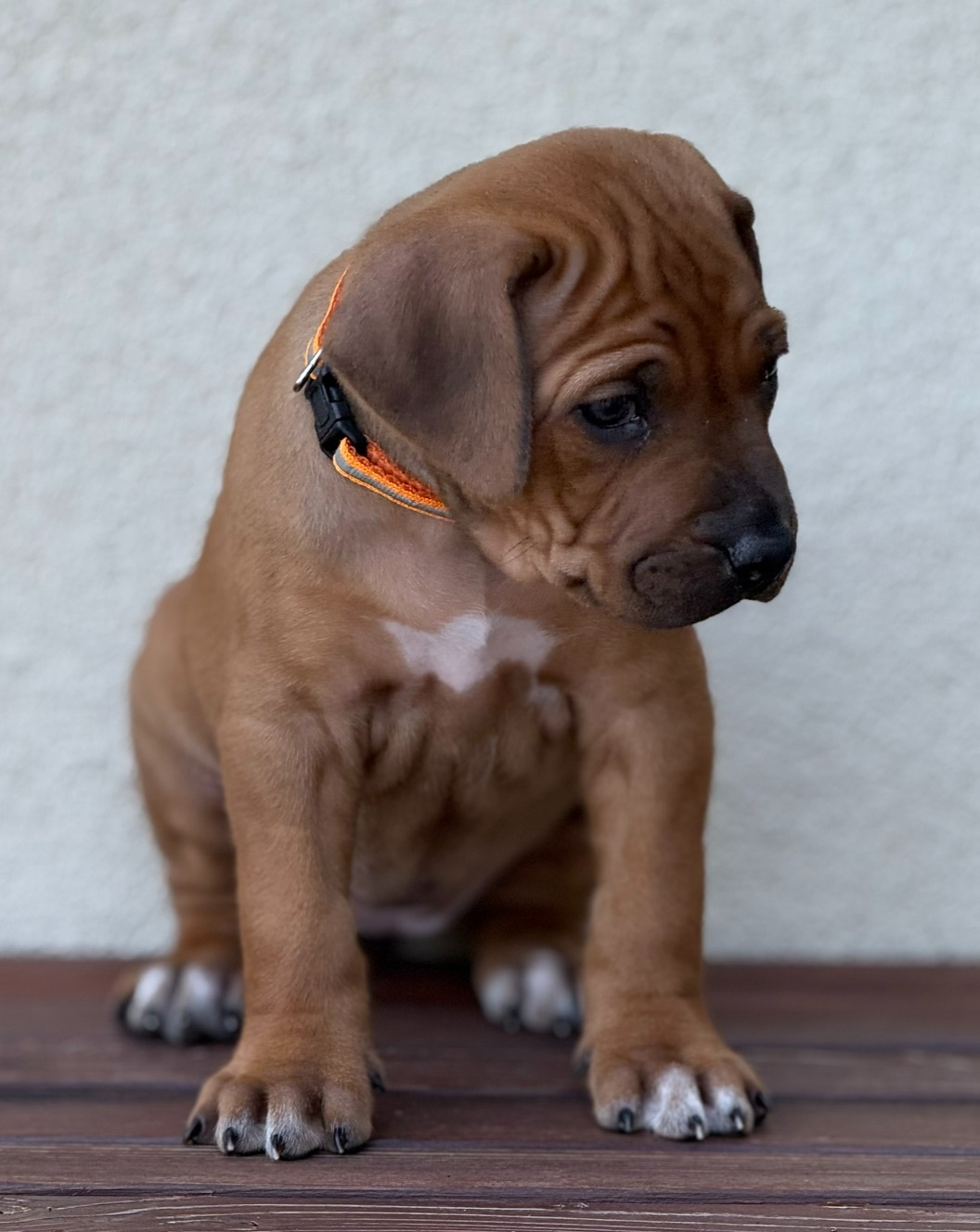 Rhodesian ridgeback - 7