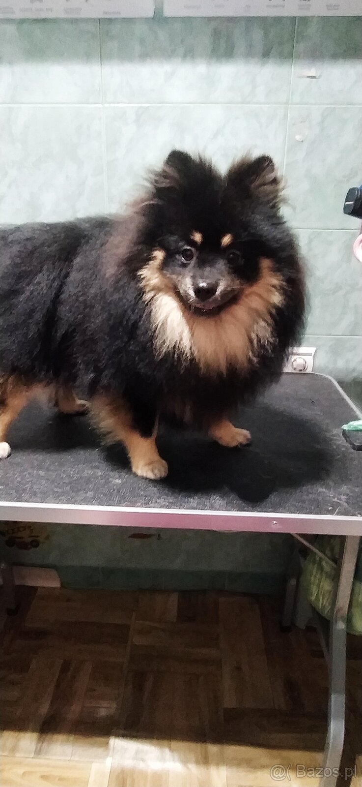 Szpic piesek Black and Tan - 7