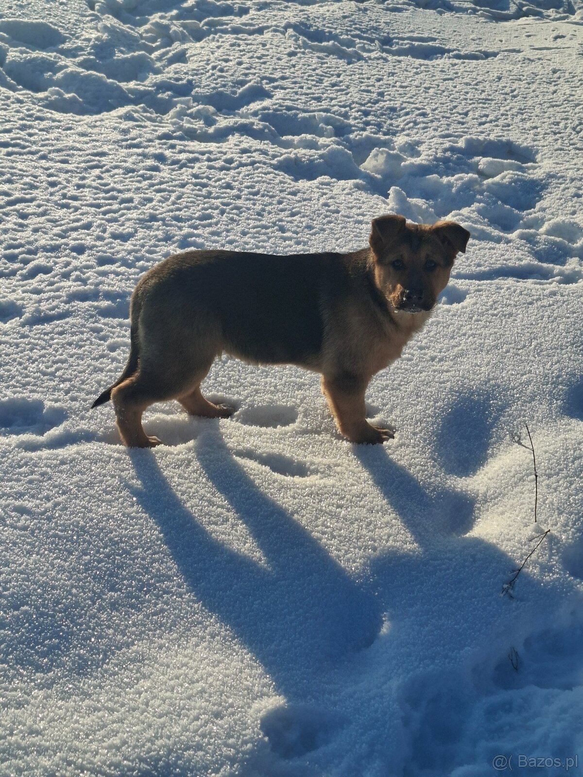 Oddam suczkę cztery miesiące - 7