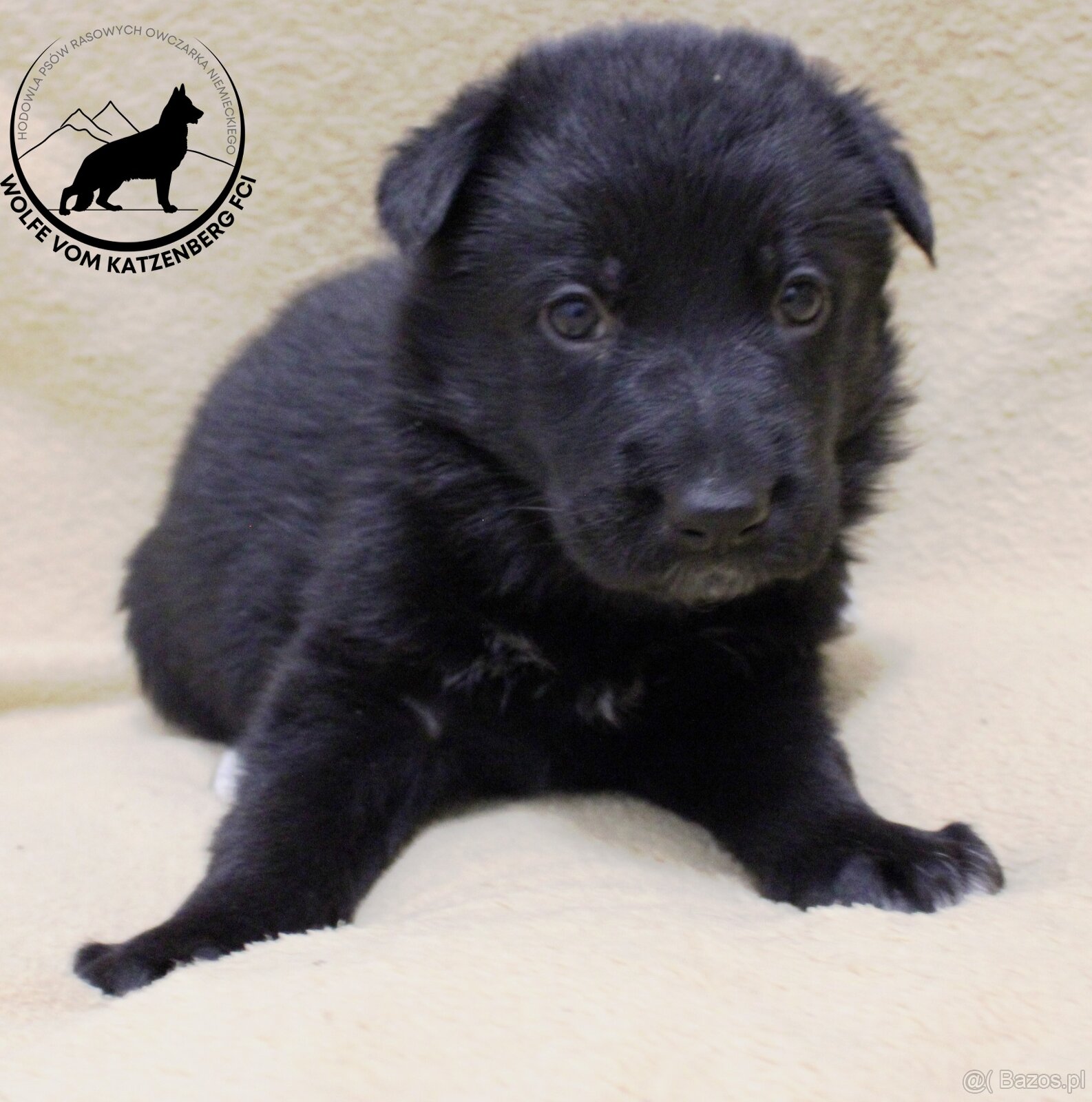 Owczarek niemiecki krótkowłosy szczeniaki o: Mistrz Świata - 7