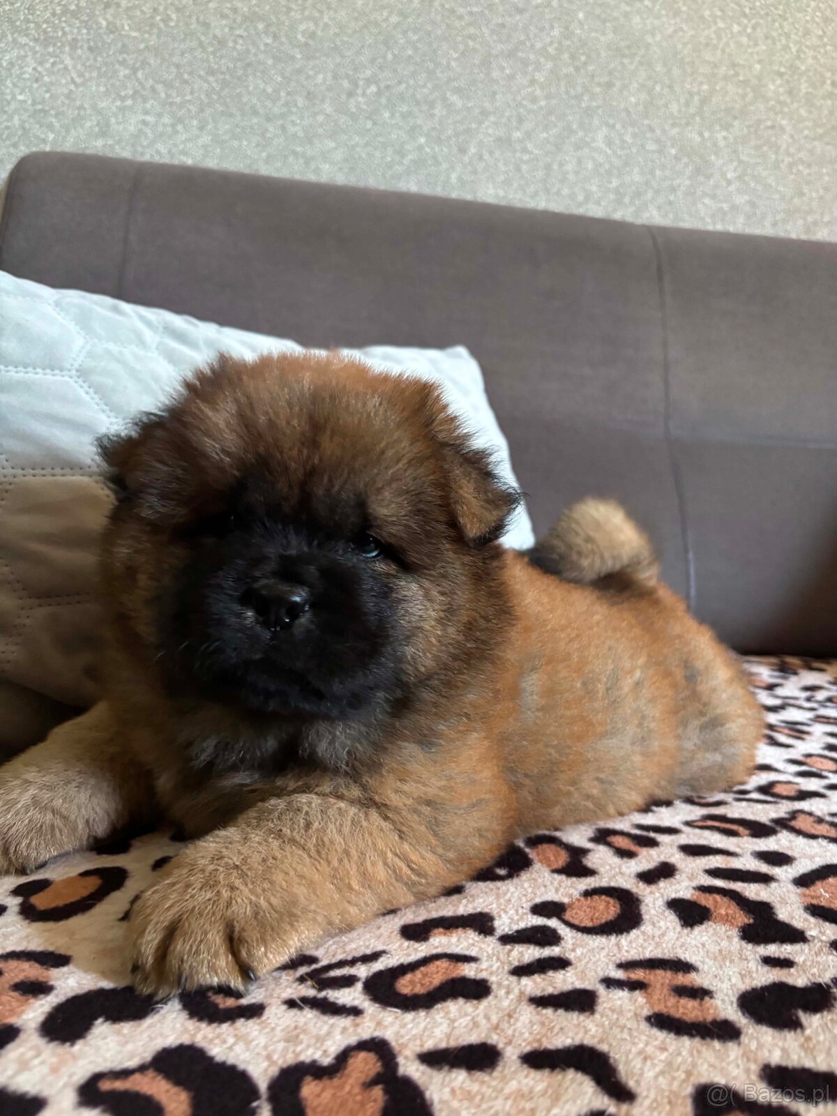 Chow Chow - 7