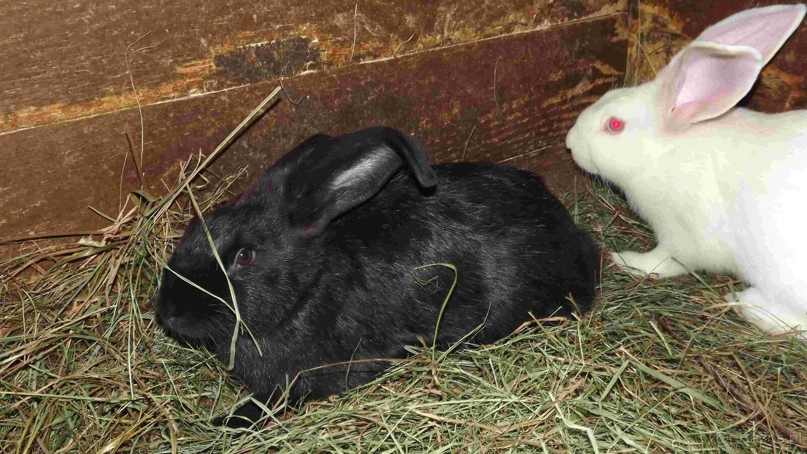 sprzedam króliki - 7