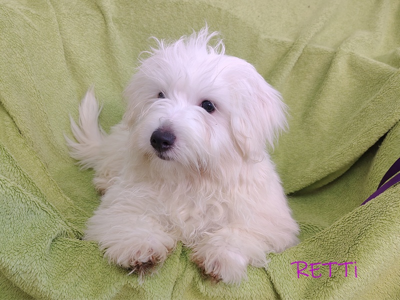 SAMIEC biały piesek Coton De Tulear szczenię ZHPR UCI Kraków - 7