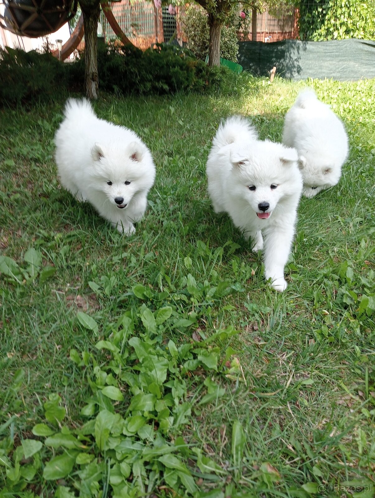 Samoyed - szczenięta - 7