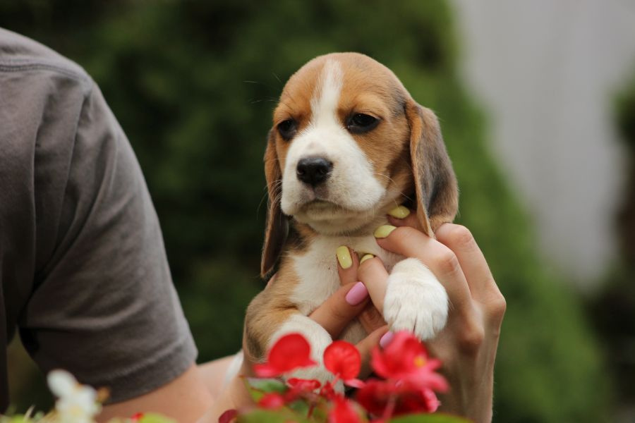 Beagle szczeniaczki ZKwP FCI po Championie - 7