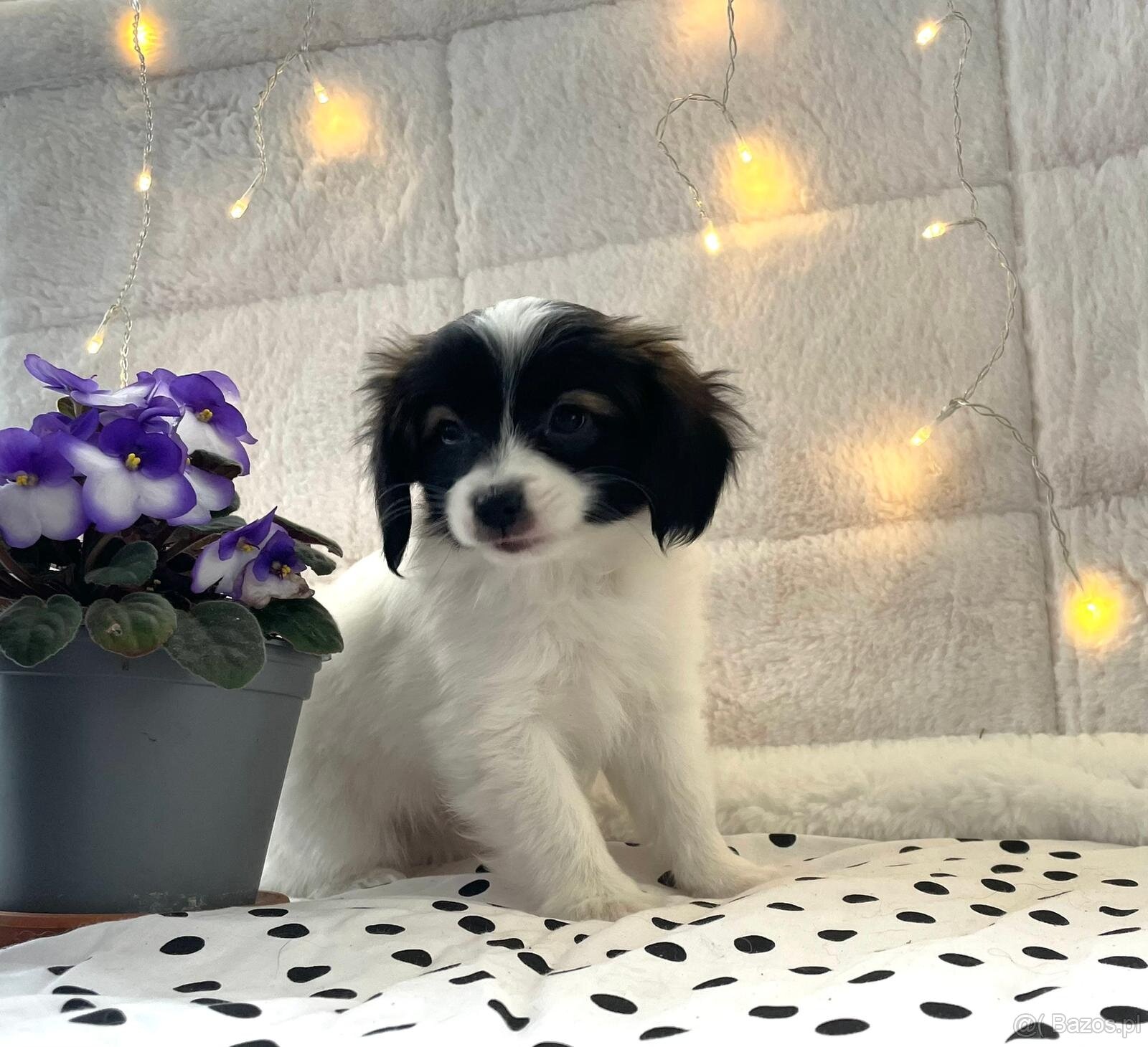 spaniel kontynentalny miniaturowy, phalene, nie papillon - 7