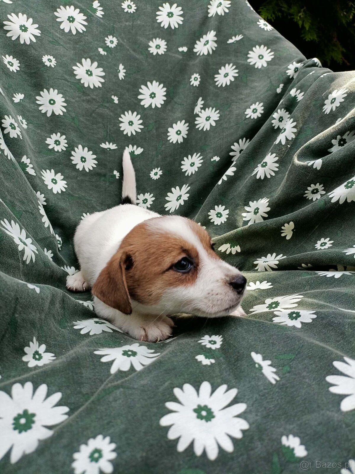 Jack Russell terrier JRT rodzice FCI - 7