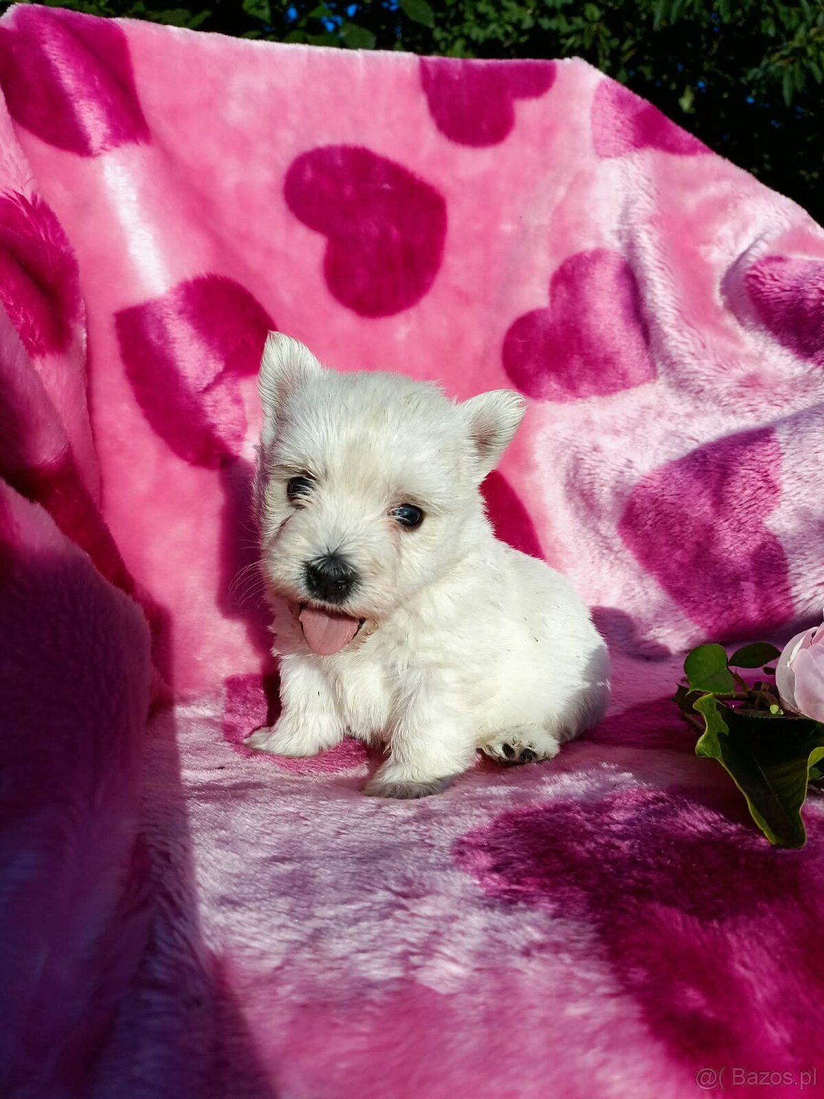 Wzorcowa suczka West highland white terrier ojciec FCI - 7