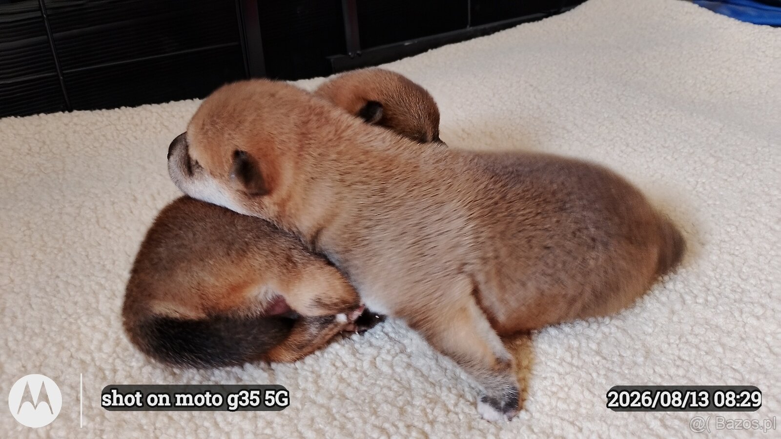 Dwoje szczeniąt Shiba Inu ur.07.08.2026r. - 7