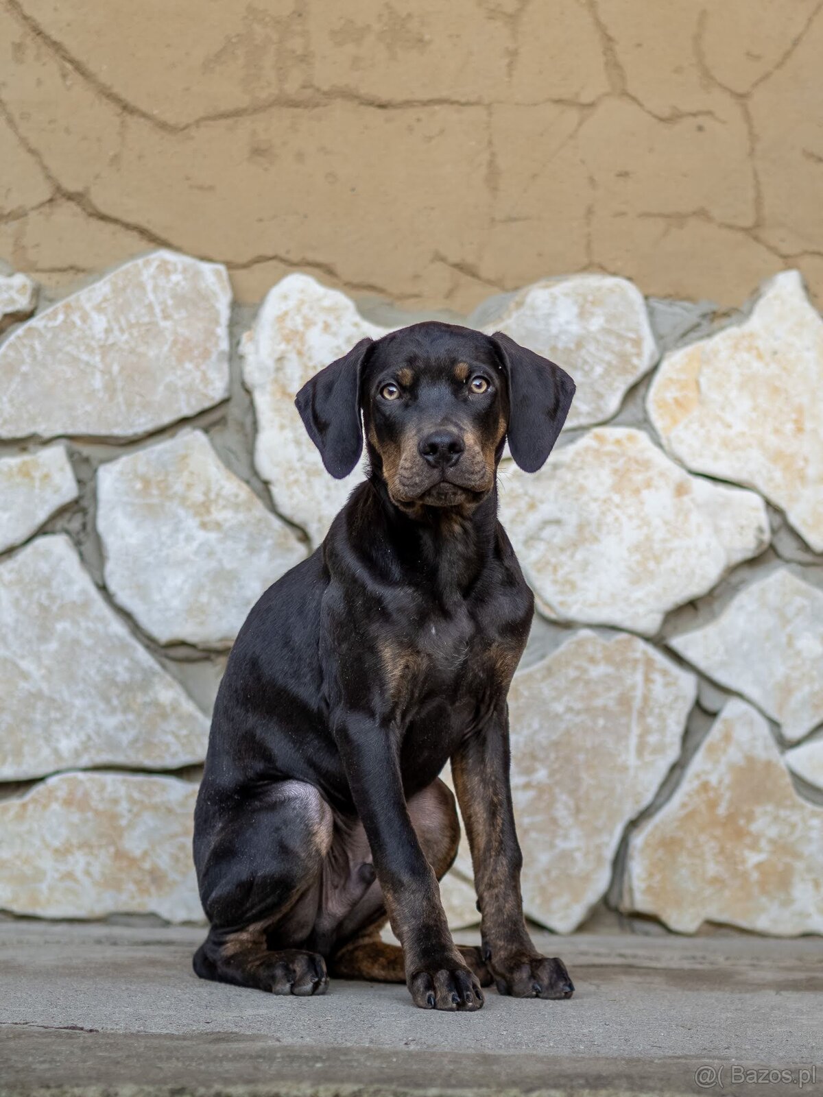 Catahoula Leopard Dog - 7
