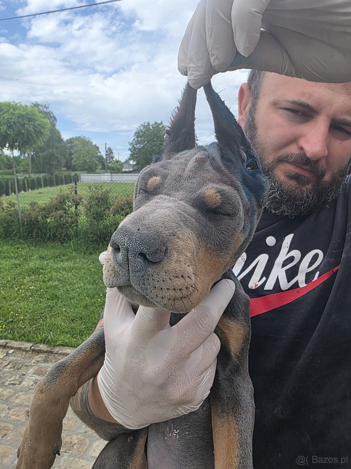 NIEBIESKIE KOPIOWANE SZCZENIĘTA DOBERMANA Z RODOWODEM FCI - 7