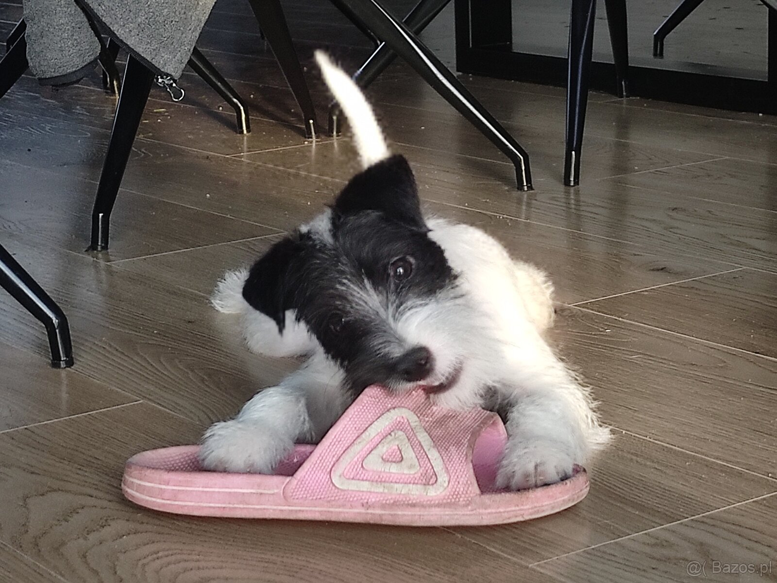 Parson Russell terrier piesek rodowodowy FCI - 7