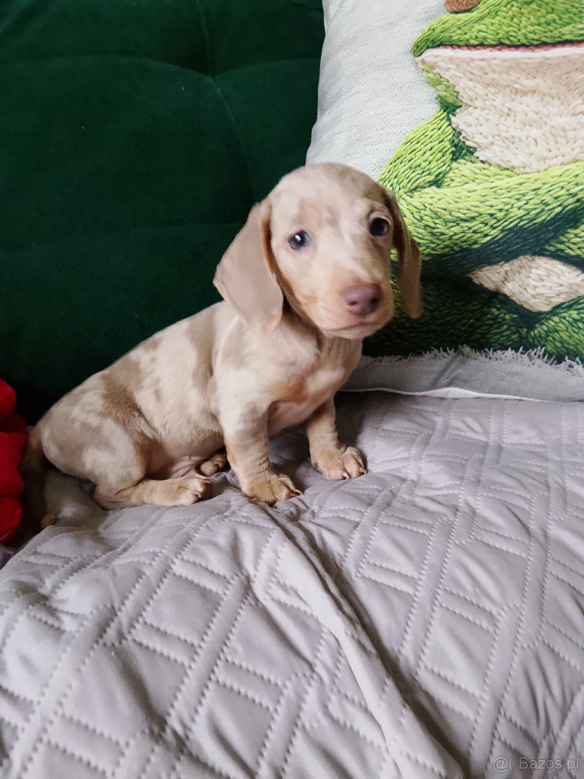 Jamnik miniaturka merle izabell lub gładki izabell - 7