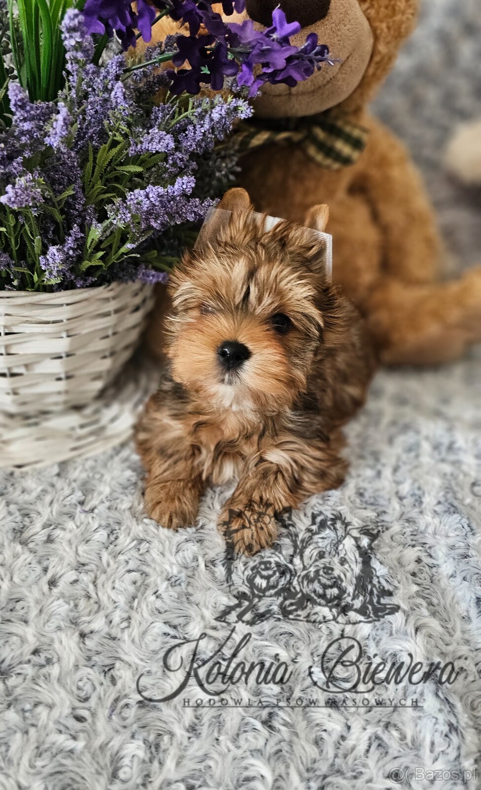 Yorkshire Terrier Ocean Pearl piesek PASZPORT - 7
