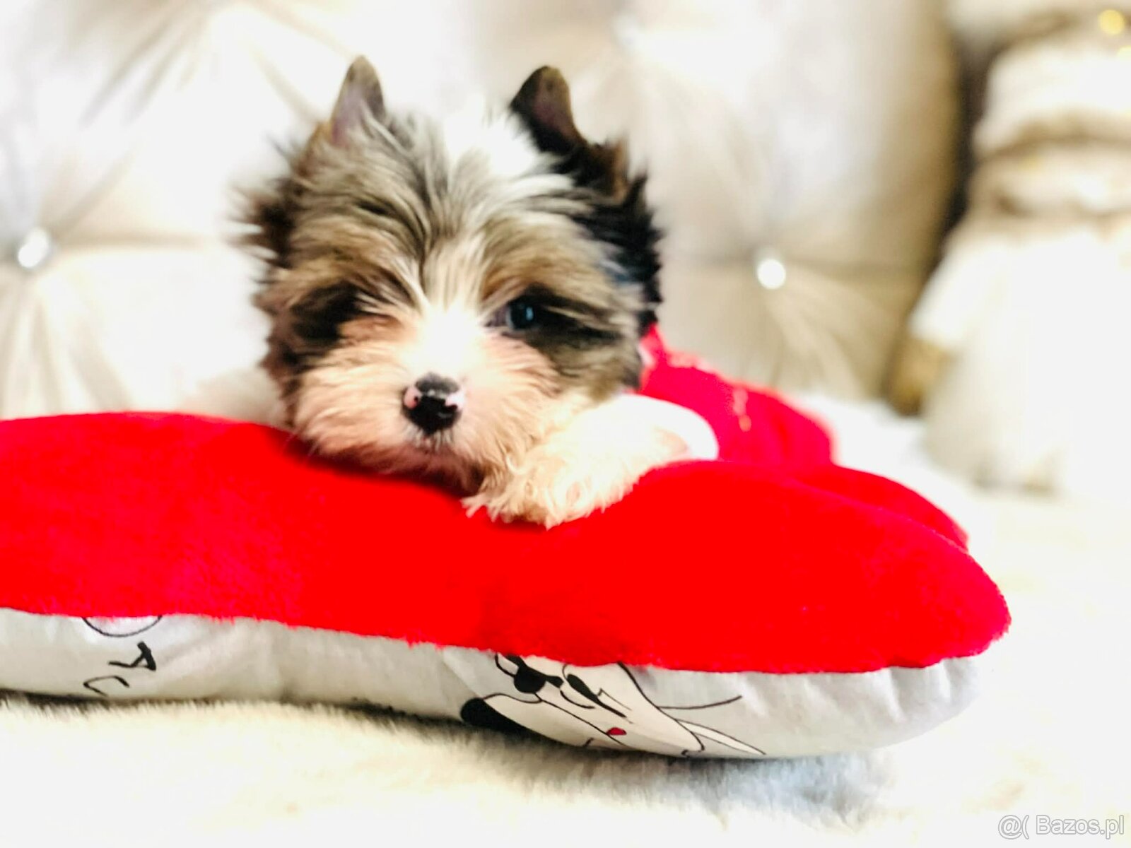 York Mikołaj z Bajki - do Kochania. Cudak. - 7