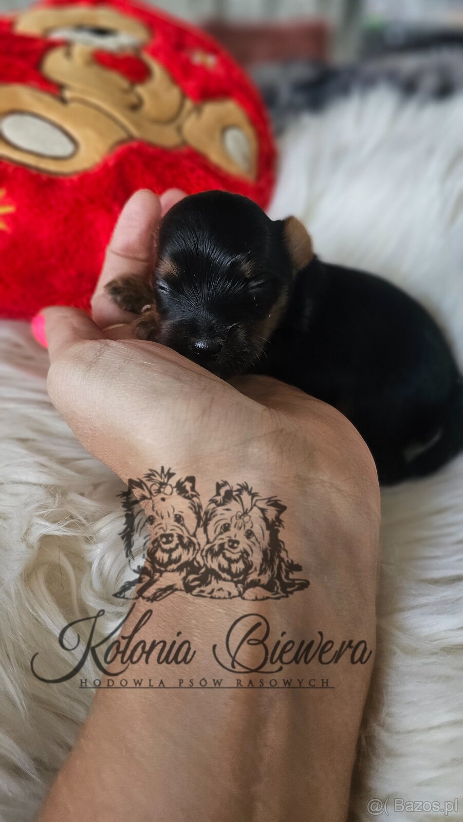 Yorkshire Terrier Czarno-złoty pessiei sunia PASZPORT - 7