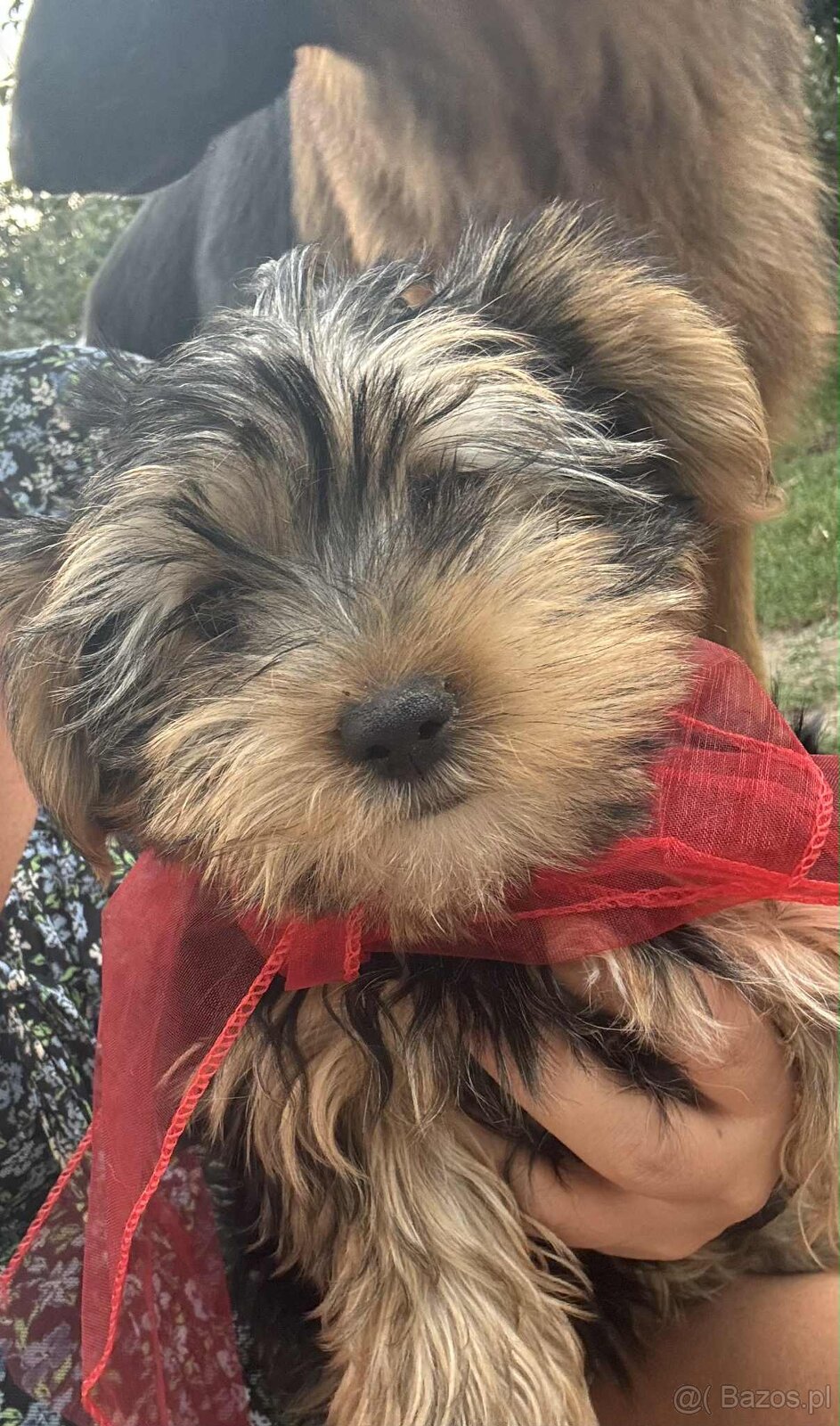 York terier średni - 7